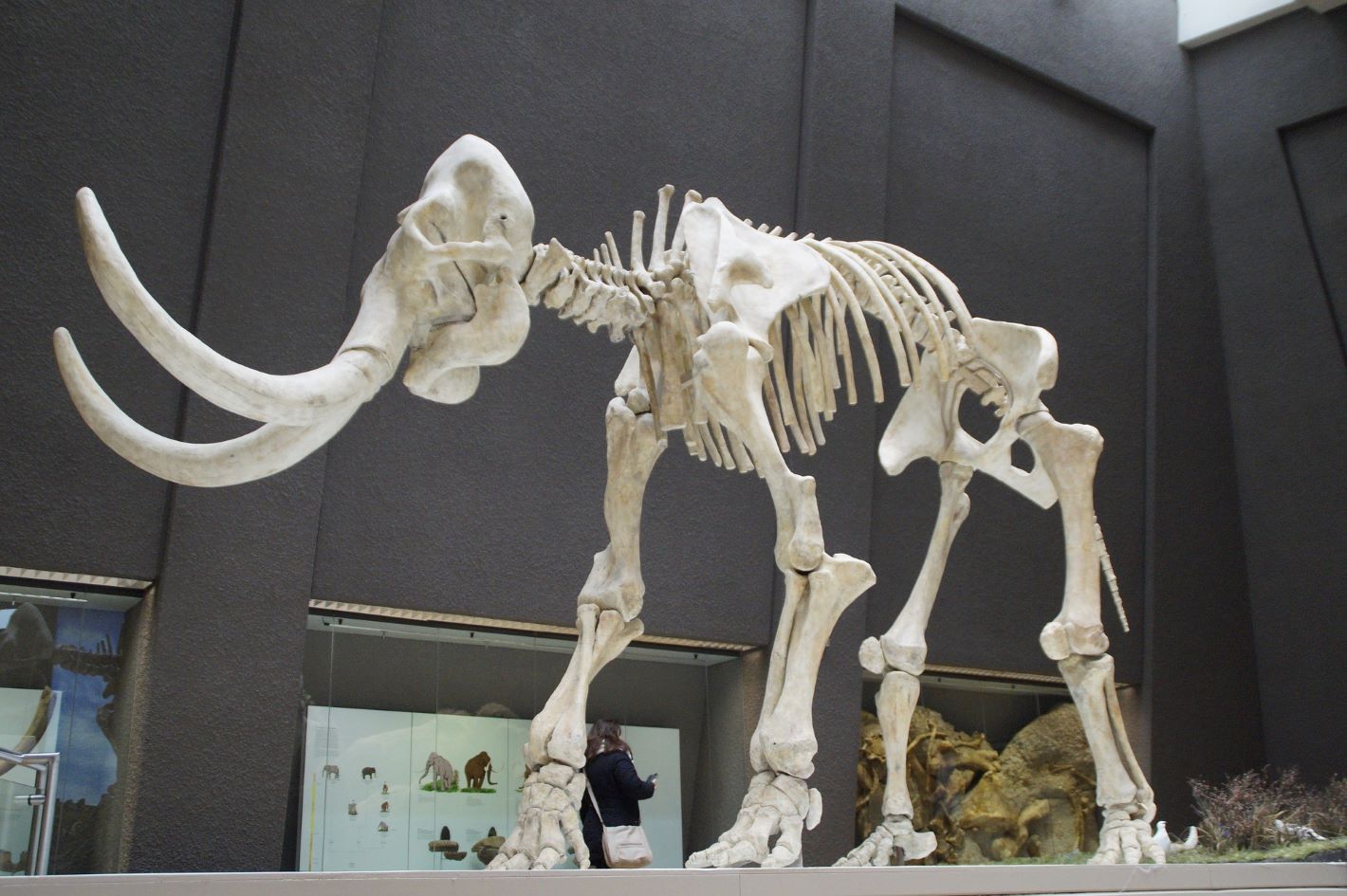 picture of a mammoth sceleton in a museum