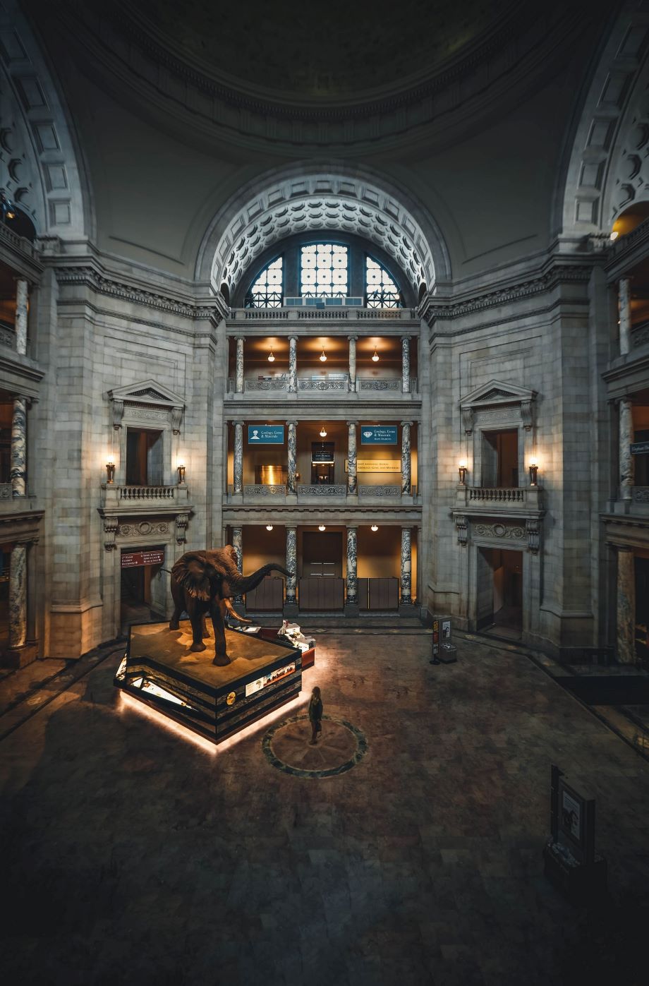 picture of elephant in a museum leading to evolution site