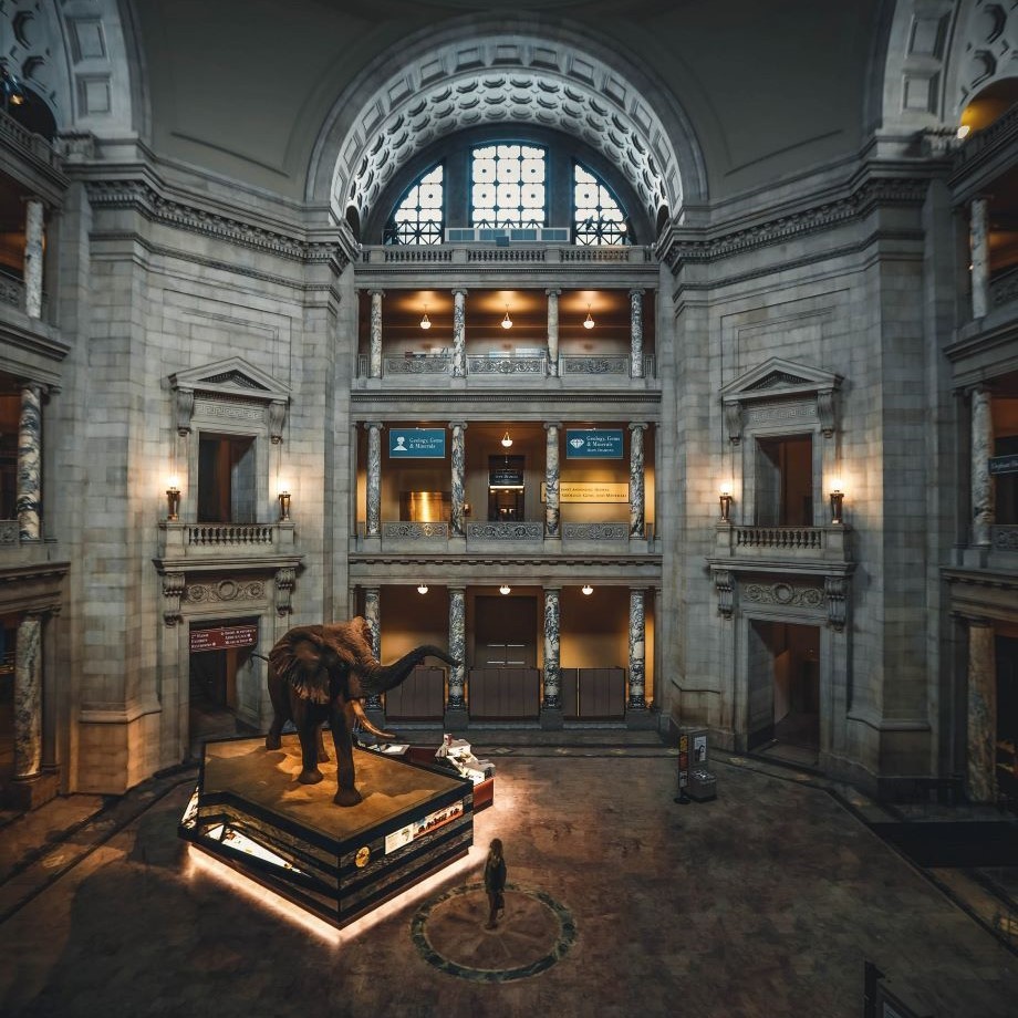 picture of elephant in a museum leading to evolution site