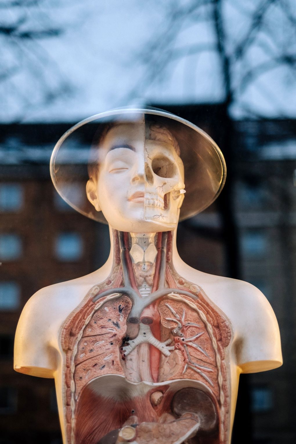 picture of human anatomie leading to biologi and medicin site