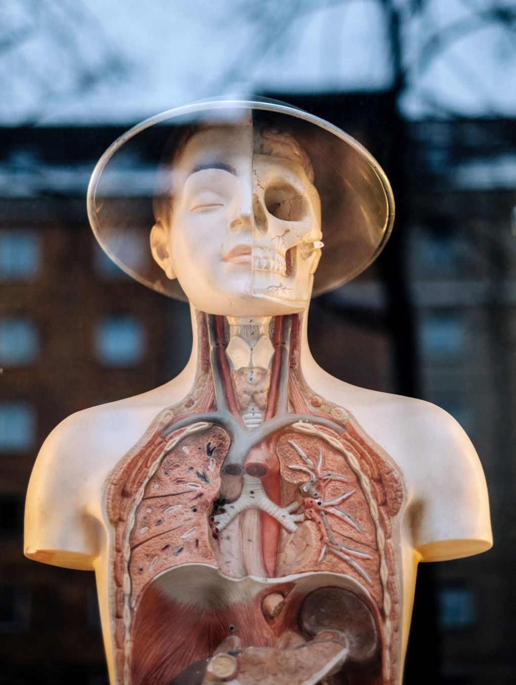 picture of human anatomie leading to biologi and medicin site